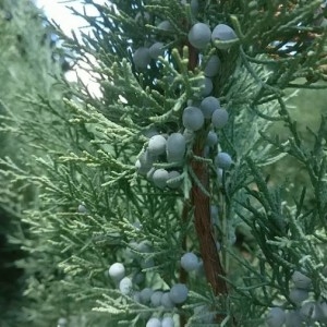 Photographie n°2245098 du taxon Juniperus virginiana L. [1753]