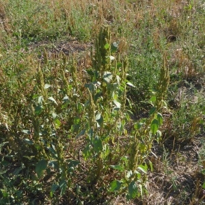 Photographie n°2245112 du taxon Amaranthus hybridus L. [1753]