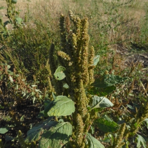 Photographie n°2245113 du taxon Amaranthus hybridus L. [1753]