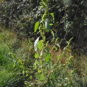 Photographie n°2245116 du taxon Amaranthus hybridus L. [1753]