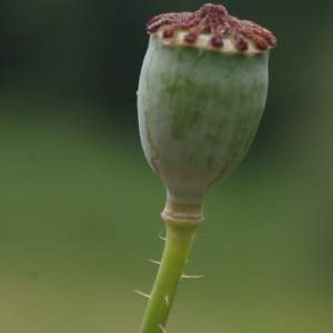 Photographie n°2245118 du taxon Papaver rhoeas L.