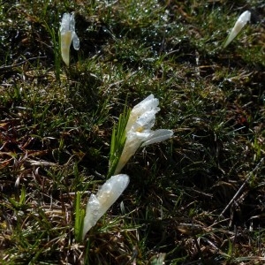 Photographie n°2245154 du taxon Crocus vernus (L.) Hill [1765]