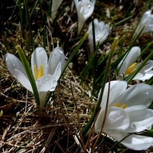 Photographie n°2245158 du taxon Crocus vernus (L.) Hill [1765]