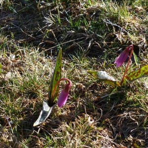 Photographie n°2245160 du taxon Erythronium dens-canis L.