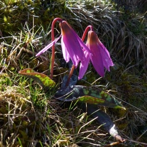 Photographie n°2245162 du taxon Erythronium dens-canis L.