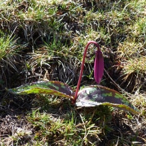 Photographie n°2245164 du taxon Erythronium dens-canis L.