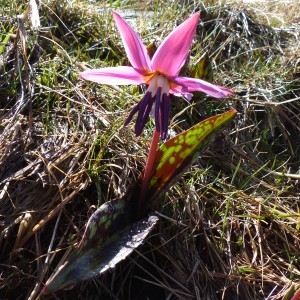 Photographie n°2245166 du taxon Erythronium dens-canis L.