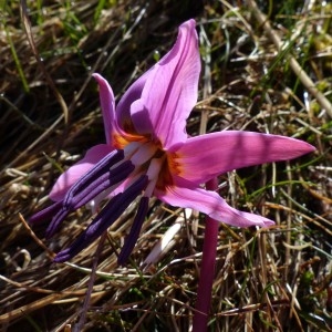 Photographie n°2245168 du taxon Erythronium dens-canis L.