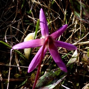 Photographie n°2245170 du taxon Erythronium dens-canis L.