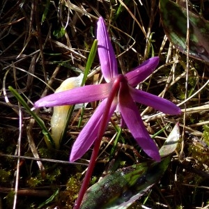 Photographie n°2245171 du taxon Erythronium dens-canis L.