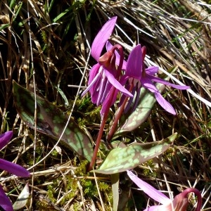 Photographie n°2245172 du taxon Erythronium dens-canis L.