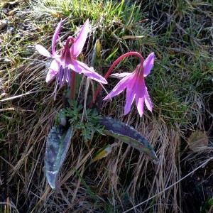 Photographie n°2245173 du taxon Erythronium dens-canis L.