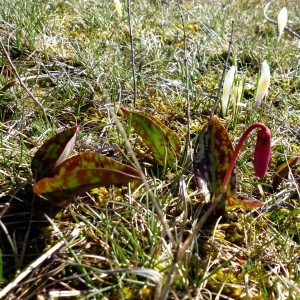 Photographie n°2245176 du taxon Erythronium dens-canis L.