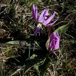 Photographie n°2245179 du taxon Erythronium dens-canis L.