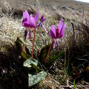 Photographie n°2245183 du taxon Erythronium dens-canis L.