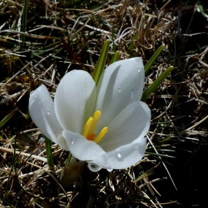 Photographie n°2245198 du taxon Crocus vernus (L.) Hill [1765]