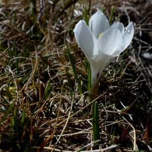 Photographie n°2245201 du taxon Crocus vernus (L.) Hill [1765]