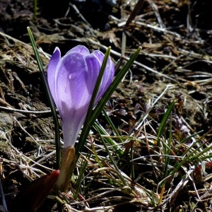 Photographie n°2245205 du taxon Crocus vernus (L.) Hill [1765]