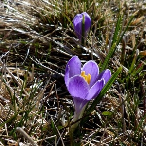 Photographie n°2245207 du taxon Crocus vernus (L.) Hill [1765]