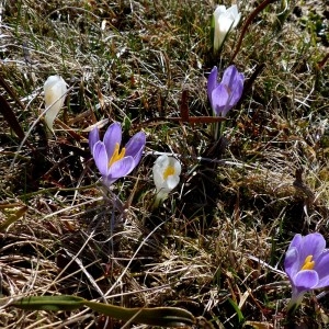 Photographie n°2245208 du taxon Crocus vernus (L.) Hill [1765]