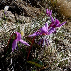 Photographie n°2245218 du taxon Erythronium dens-canis L.