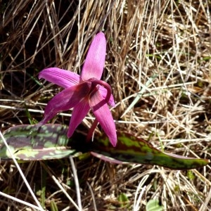 Photographie n°2245220 du taxon Erythronium dens-canis L.