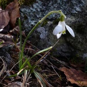 Photographie n°2245224 du taxon Galanthus nivalis L.