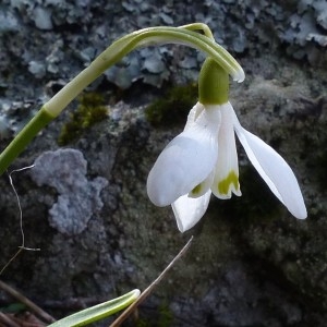 Photographie n°2245225 du taxon Galanthus nivalis L.