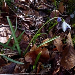 Photographie n°2245227 du taxon Galanthus nivalis L.
