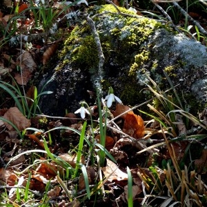 Photographie n°2245230 du taxon Galanthus nivalis L.