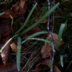 Photographie n°2245231 du taxon Galanthus nivalis L.