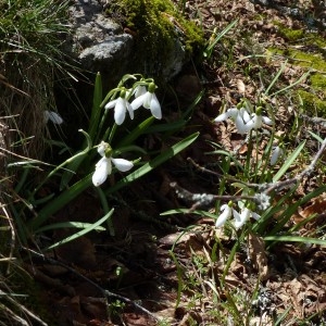 Photographie n°2245232 du taxon Galanthus nivalis L.