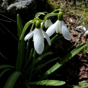 Photographie n°2245233 du taxon Galanthus nivalis L.