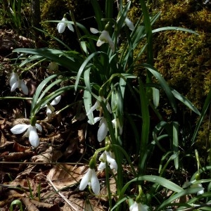 Photographie n°2245234 du taxon Galanthus nivalis L.