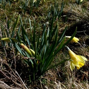 Photographie n°2245240 du taxon Narcissus pseudonarcissus L. [1753]