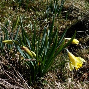 Photographie n°2245241 du taxon Narcissus pseudonarcissus L. [1753]