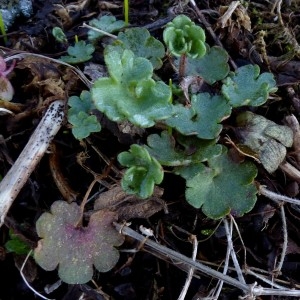 Photographie n°2245245 du taxon Saxifraga granulata L. [1753]