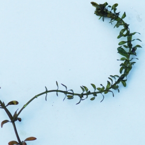 Photographie n°2245269 du taxon Elodea canadensis Michx. [1803]