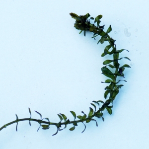 Photographie n°2245270 du taxon Elodea canadensis Michx. [1803]