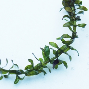 Photographie n°2245271 du taxon Elodea canadensis Michx. [1803]