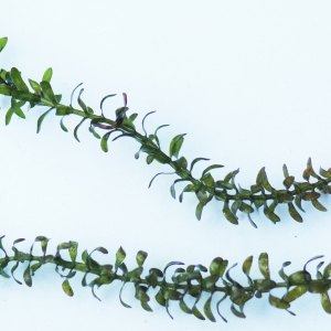 Photographie n°2245272 du taxon Elodea canadensis Michx. [1803]