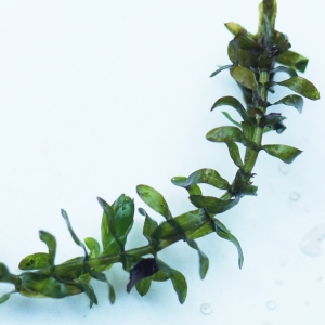 Photographie n°2245273 du taxon Elodea canadensis Michx. [1803]