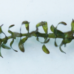 Photographie n°2245274 du taxon Elodea canadensis Michx. [1803]