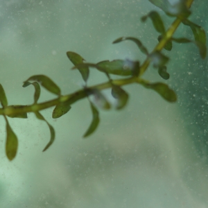 Photographie n°2245280 du taxon Elodea canadensis Michx. [1803]