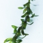  Liliane Roubaudi - Elodea canadensis Michx. [1803]