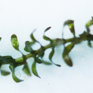 Photographie n°2245283 du taxon Elodea canadensis Michx. [1803]