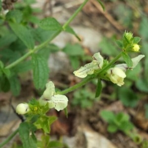 Photographie n°2245309 du taxon Stachys recta L. [1767]