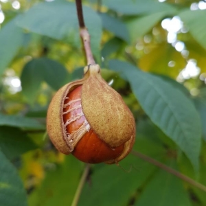 Photographie n°2245338 du taxon Aesculus pavia L. [1753]