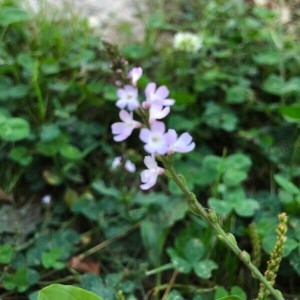 Photographie n°2245346 du taxon Verbena officinalis L. [1753]