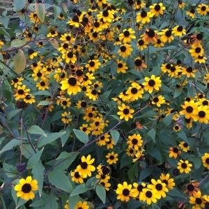 Photographie n°2245350 du taxon Rudbeckia hirta L. [1753]